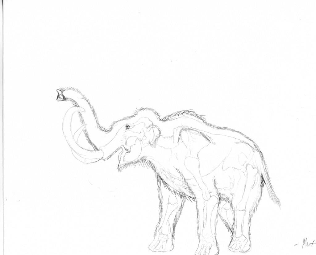 1024x827 Woolly Mammoth Reconstruction Ii By Alfapachyderm