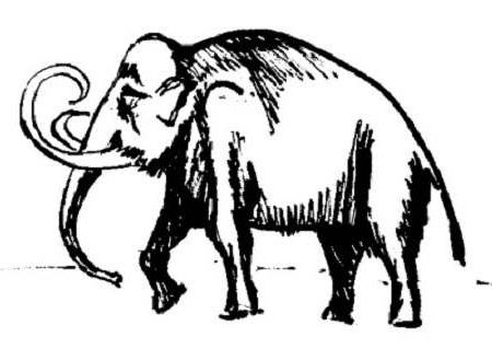 450x318 Mammoth Drawings Drawing And Crafts Draw