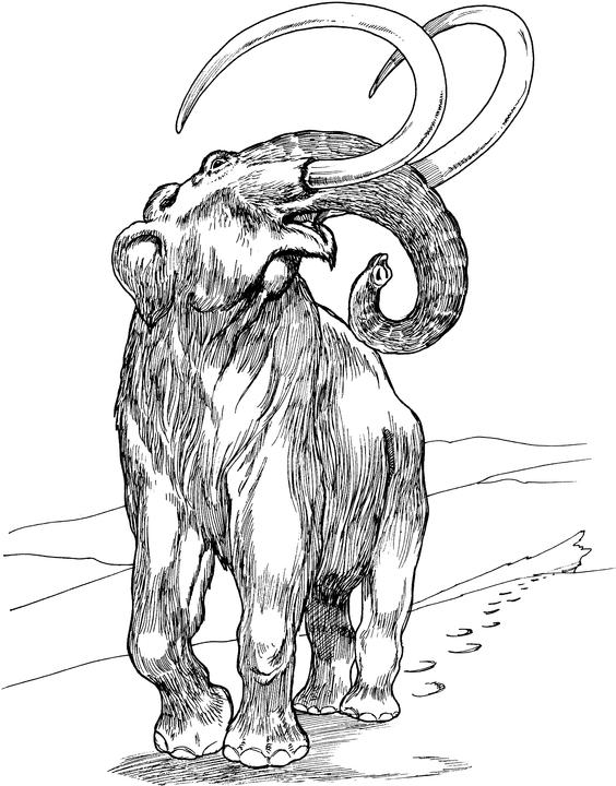 564x720 Nature Observations Meanings Woolly Mammoth Warmth