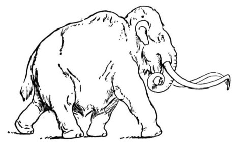 480x289 Woolly Mammoth Coloring Page Free Printable Coloring Pages