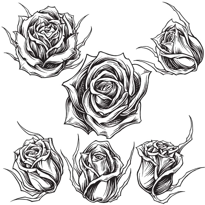 800x800 Roses Line Work Vector Art Tshirt Factory