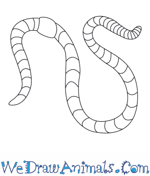 300x350 How To Draw A Worm