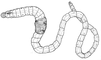 345x206 Segmented Worm