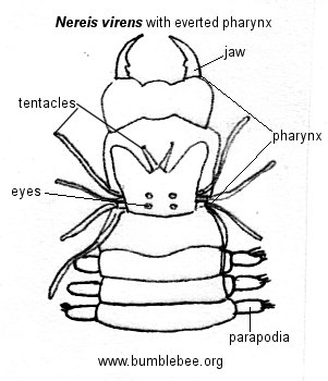 301x350 Polychaeta, Rag Worms, Fan Worms, Tube Worms, Etc.