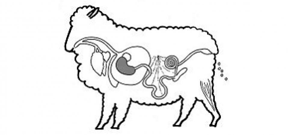 958x452 Brown Stomach Worm