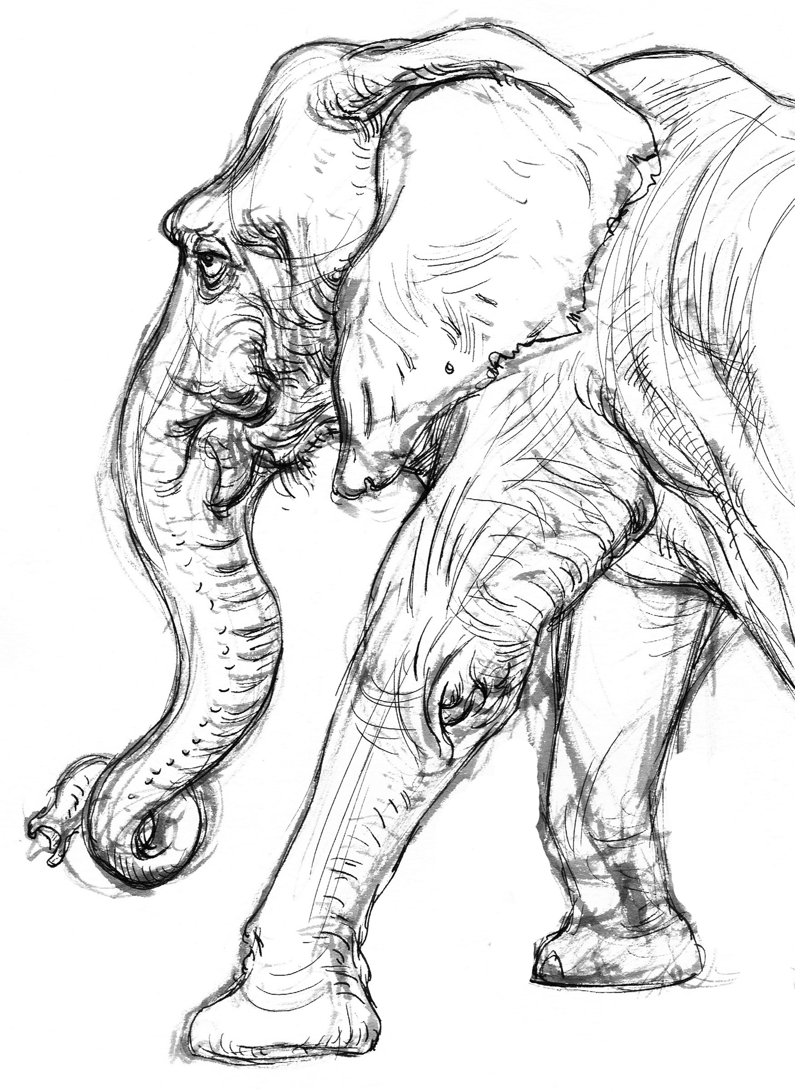 2628x3606 Garygeraths Animal Drawing