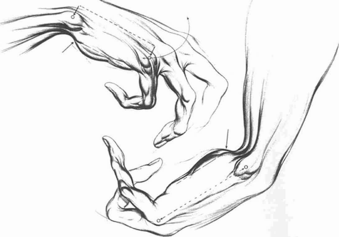 1090x762 Drawing Of A Wrist Anatomical Landmarks And Surface Stress