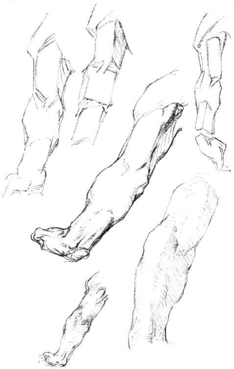 478x753 The Forearm, Anatomy And Movements, Masses, The Arm, Anatomy