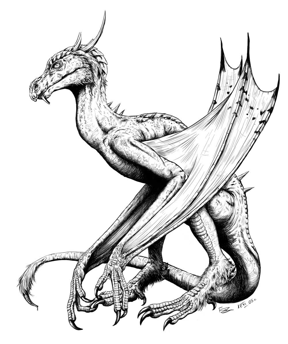 Wyvern Drawing at GetDrawings | Free download