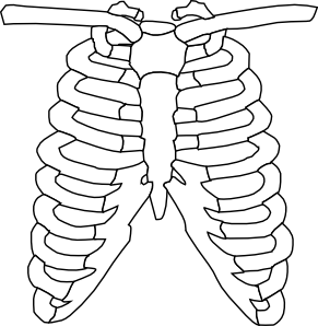 291x298 Rib Cage Clip Art