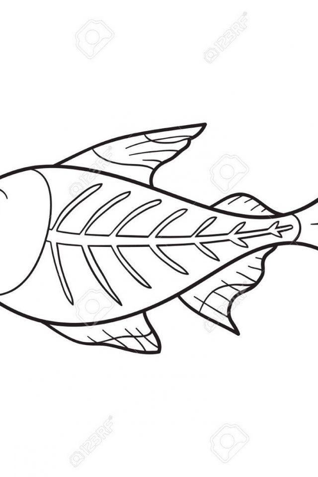 640x960 X Ray Fish Coloring Page