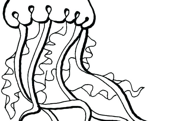 672x425 X Ray Fish Coloring Page Synthesis.site