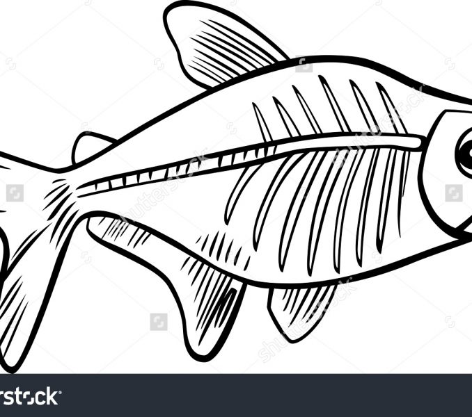 678x600 Images X Ray Fish Coloring Page 22 For Download Coloring Pages