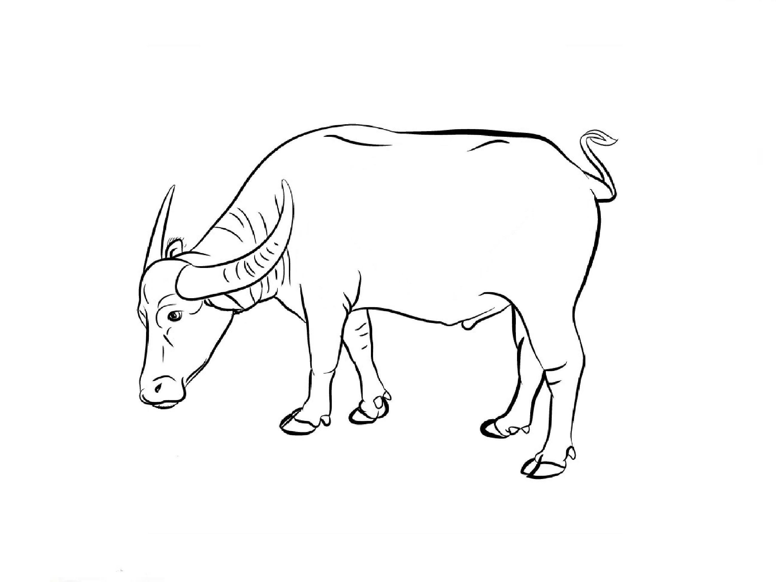 2592x1944 How To Draw A Buffalo
