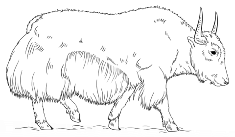 480x280 Walking Yak Coloring Page Free Printable Coloring Pages