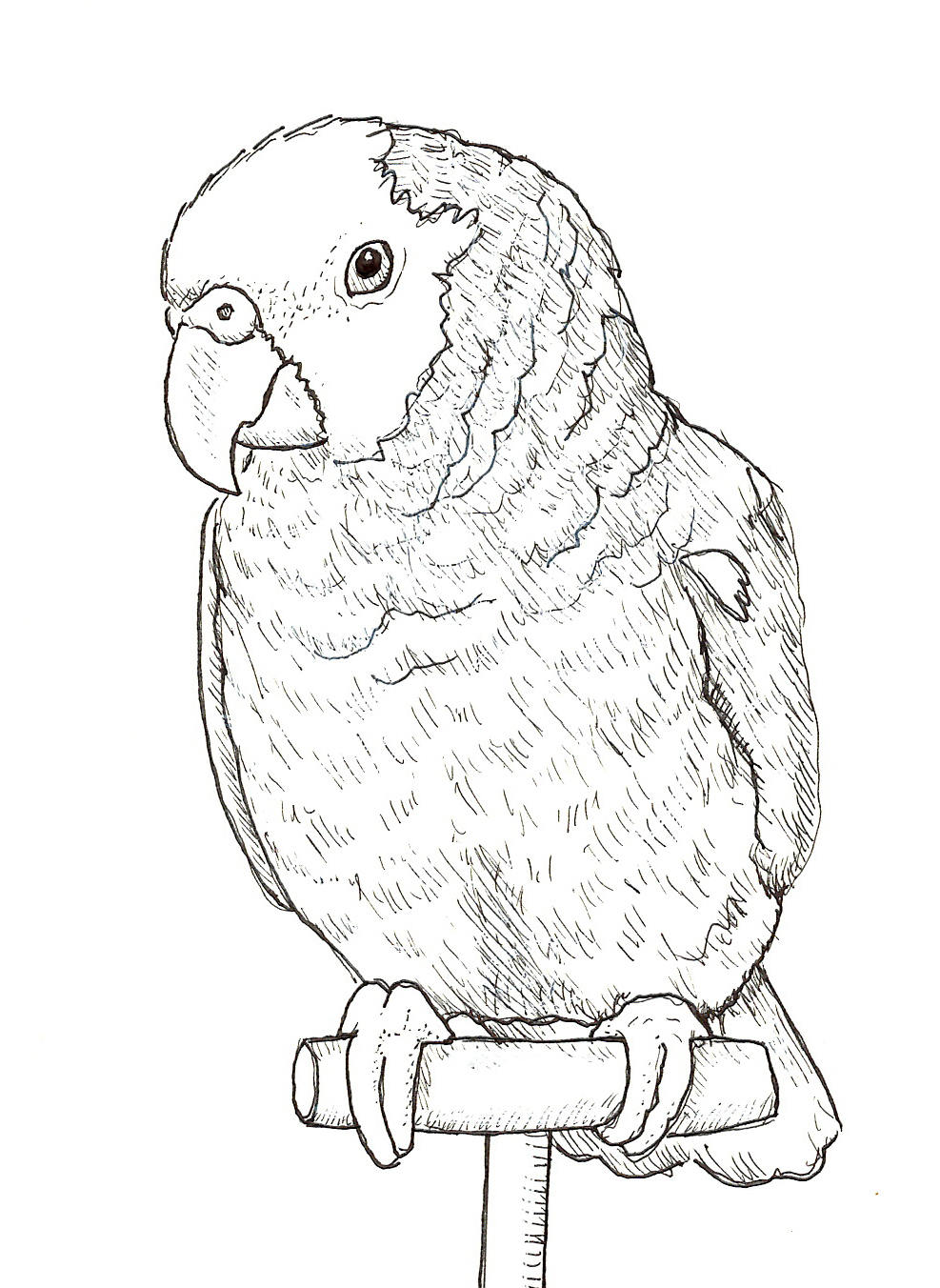 987x1352 Sally Blanchard Original Pen And Ink Drawing Of A Double Yellow