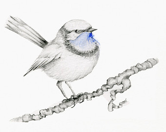 340x270 Bird Drawing Giclee Fine Art Print Of My Original Yellow Finch