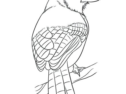440x330 Blue Bird Coloring Page Lovely Blue Bird Colouring Pages Mountain