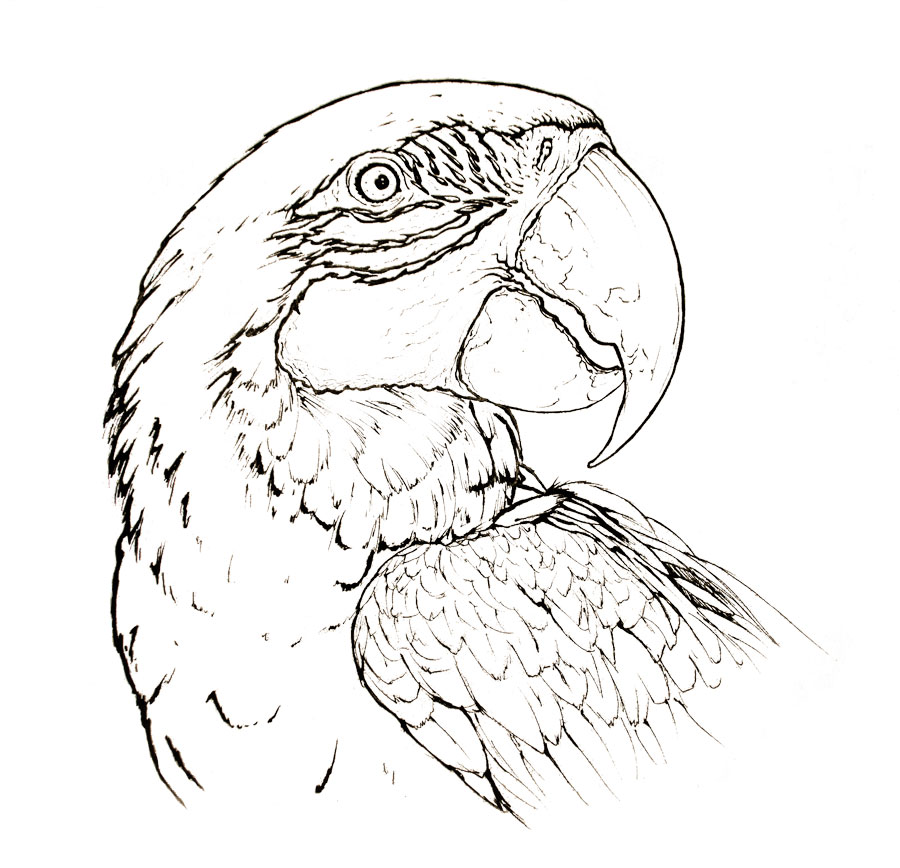 900x868 Blue And Yellow Macaw Parrot Animal Coloring Page Mdubillustrations