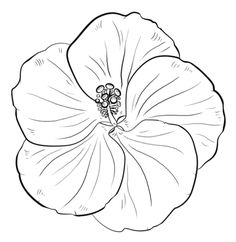 236x242 Image Result For How Draw Step By Step For Beginners Books