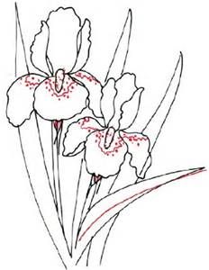 232x300 238 Best Line Drawings Of Irises Images On Drawing