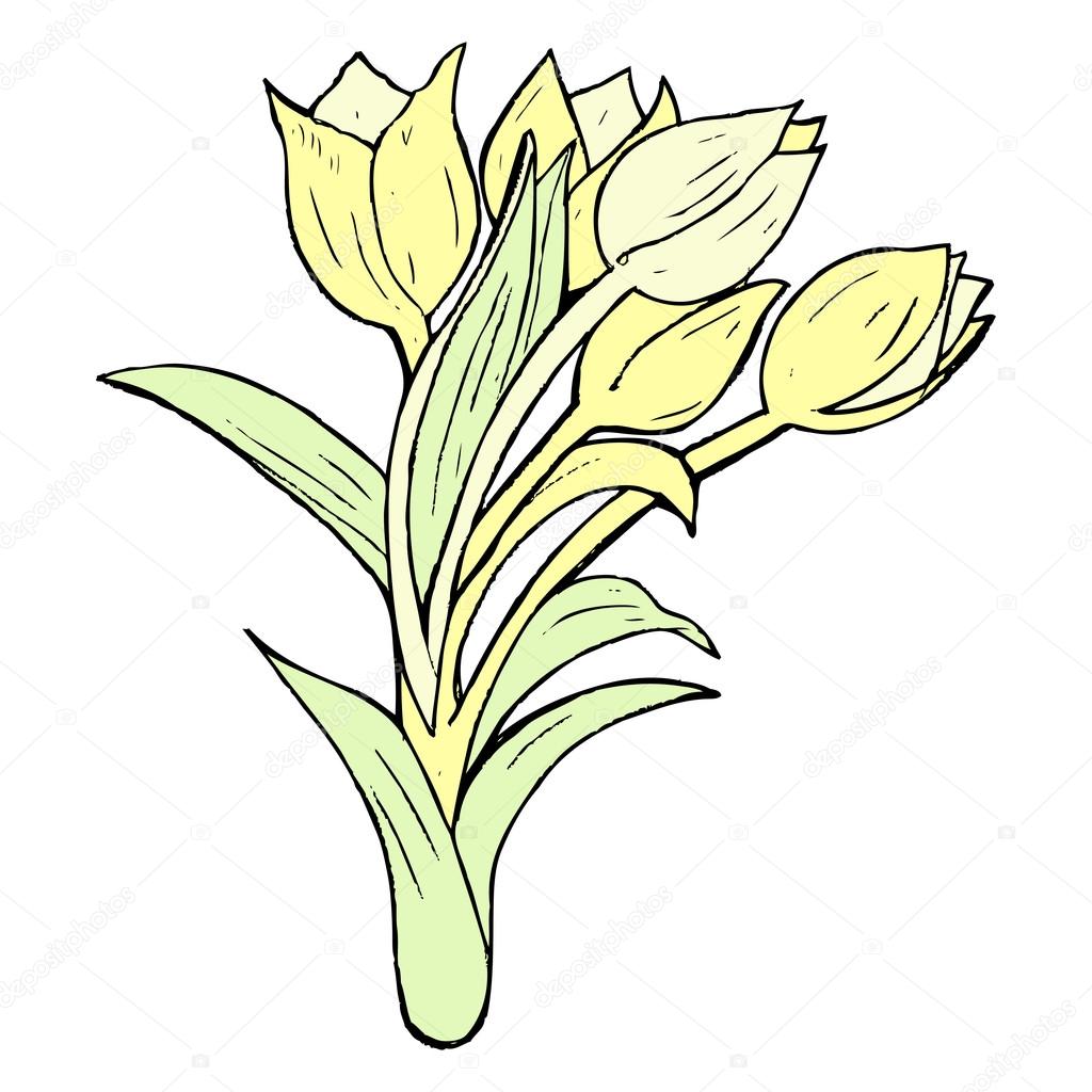 1024x1024 Tulips Drawing Stock Vector Lineartestpilot