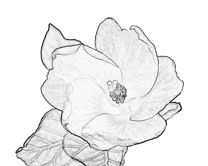 720x576 Yellow Flower Terry Mellway