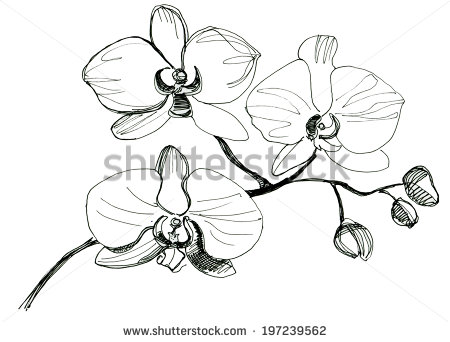 450x342 Yellow Orchid Drawing