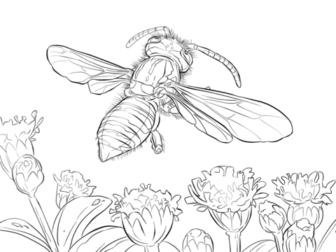480x360 Yellow Jacket Wasp Coloring Page Free Printable Coloring Pages