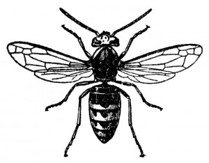 300x234 Bees Amp Wasps