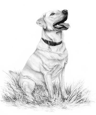 400x481 Lab Dog Drawings