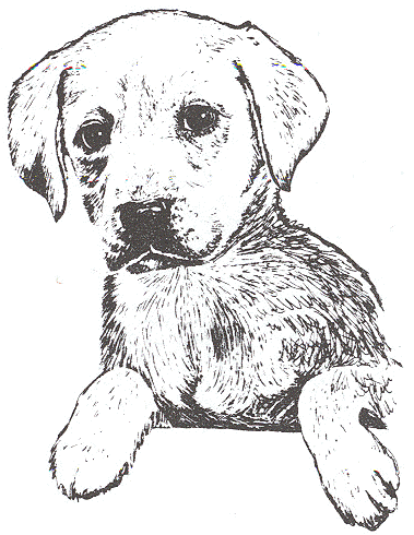 379x490 Labrador Retriever Page