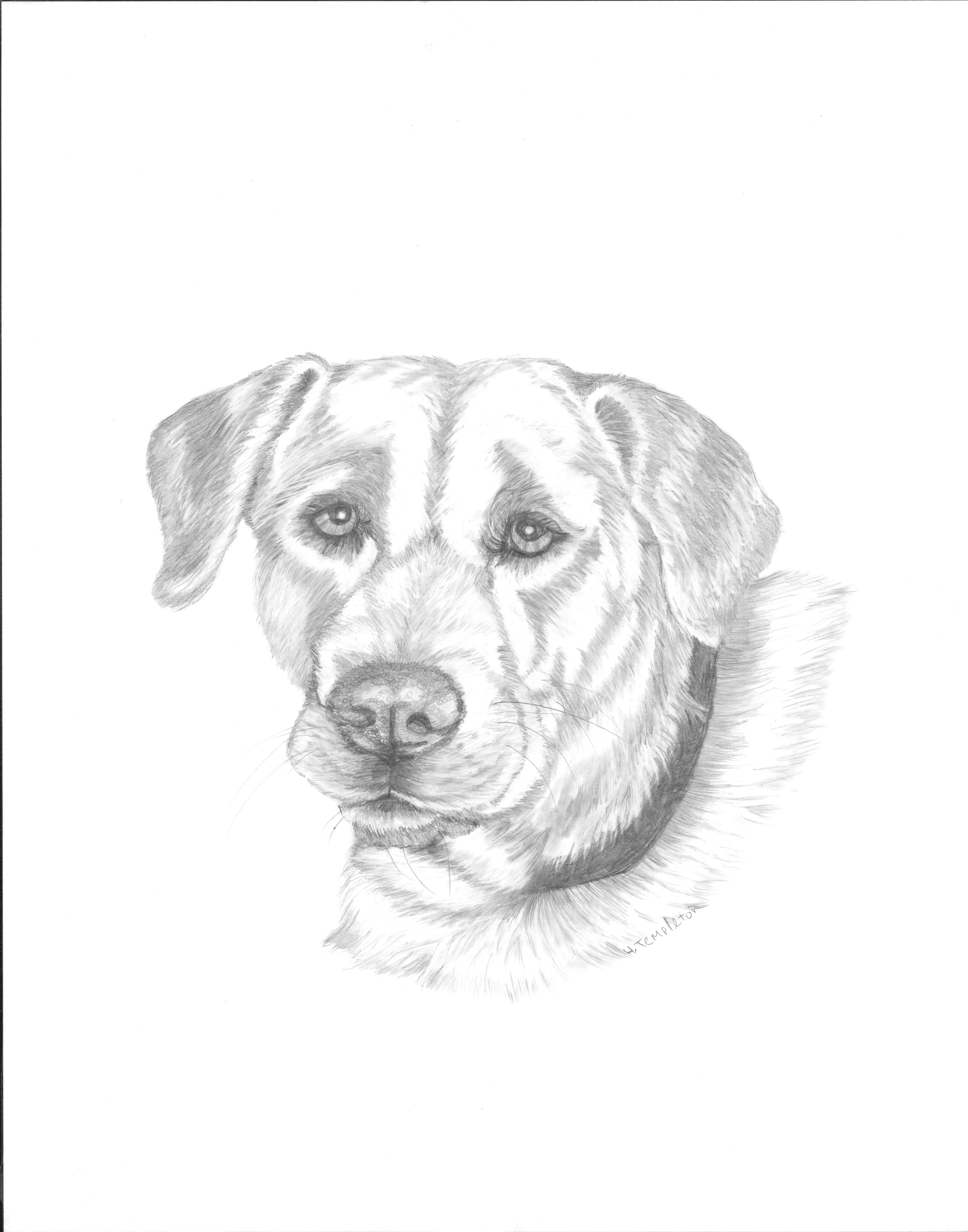 6582x8379 Pencil Acrylic Portraits By Heather Templeton Pencil