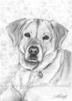 236x330 Labrador In Pencil