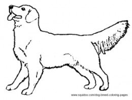 260x198 Coloring Pages Draw A Golden Retriever Black Lab Coloring Pages