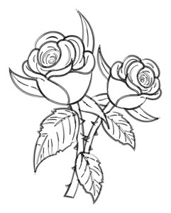 241x300 Rose Drawing Royalty Free Stock Image