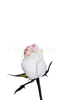 213x320 Single Yellow Rose Stock Photo Colourbox