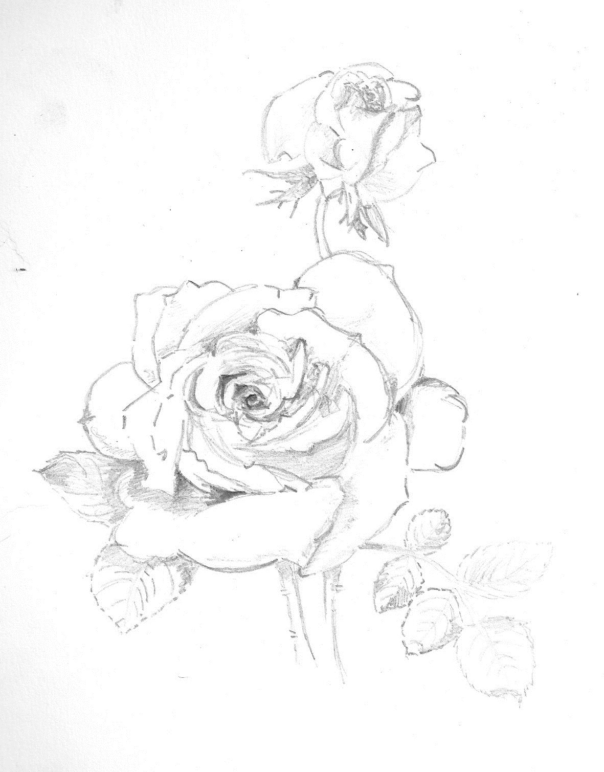 1181x1509 Drawing Possessed Cat