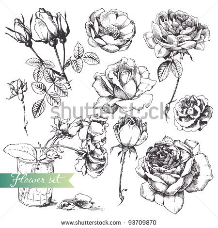 450x470 Yellow Rose Bushes Types Drawing