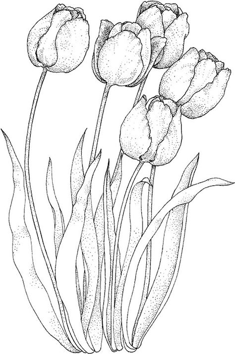 474x715 How To Draw A Tulip Httpwww.easy Drawings