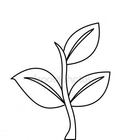 390x450 Tulip Flower Drawing Stock Vector Baavli