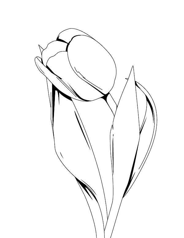 600x776 An Artistic Tulips Drawing In Ink Pen Coloring Page Illustration