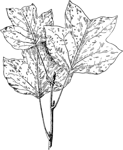 395x480 Tulip Tree Leaves Coloring Page Free Printable Coloring Pages