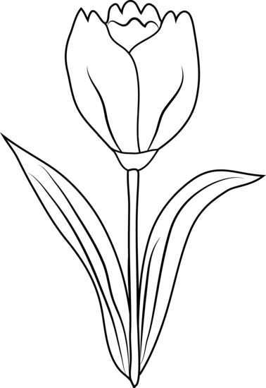378x550 Tulip Flower Coloring Page Free Clip Art