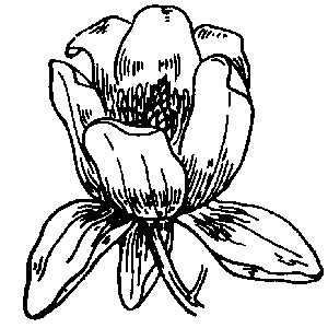 300x300 Tulips Parks