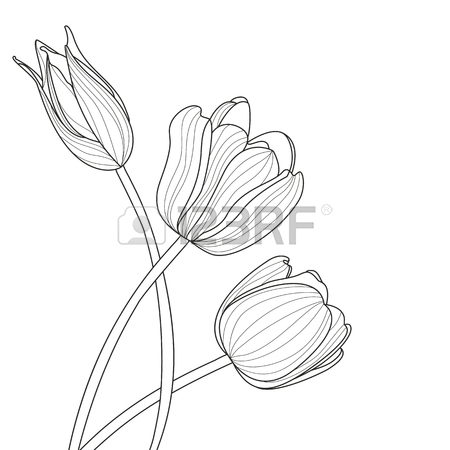 450x450 Vector Seamless Pattern With Pink And Yellow Tulip Flowers. Spring