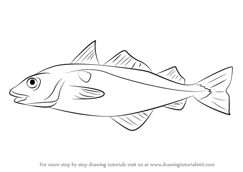 800x565 Learn How To Draw A Haddock (Fishes) Step By Step Drawing