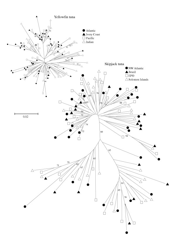 600x848 Unrooted Neighbor Joining (Nj) Trees Showing The Relationship