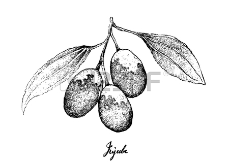 450x321 Jujube Tree Stock Photos. Royalty Free Business Images