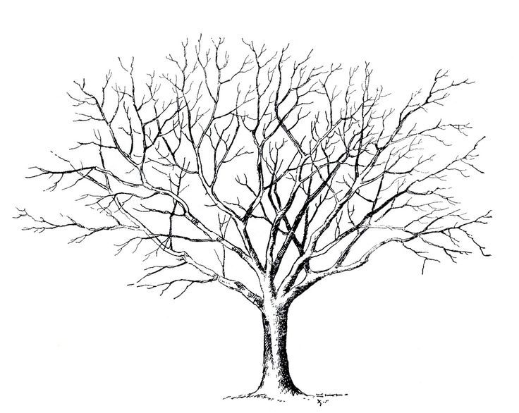 736x586 26 Best Tree Tattoo Ideas Images On Tree Drawings